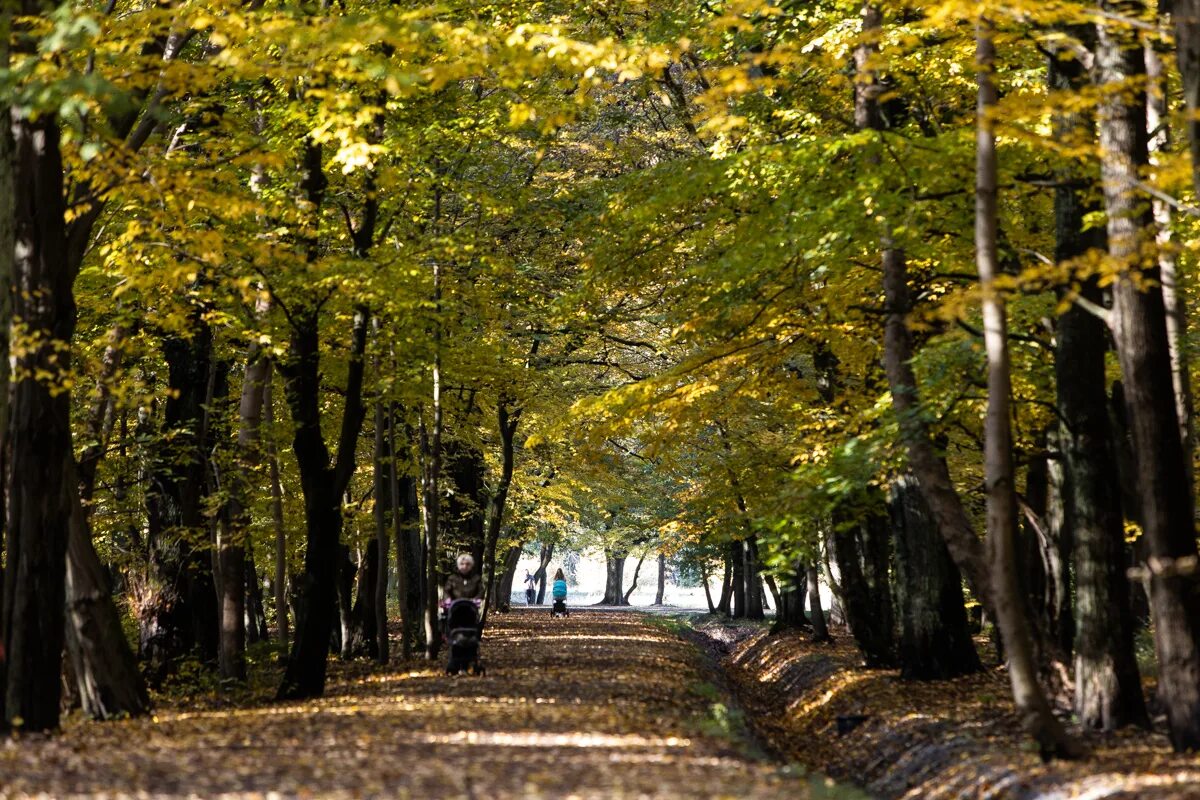 Парк ашмана в калининграде фото Билеты на Башмета, снова "ГорТранс" и уход "Новых людей". Главное за день - РБК