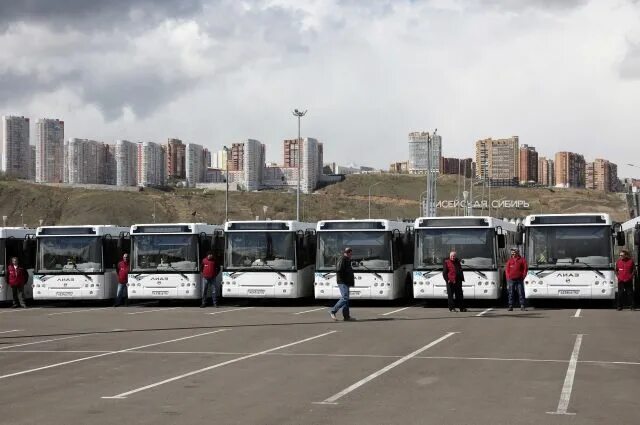 Парк автобус город красноярск фото В Новосибирске тотально проверяют водителей автобусов АиФ Новосибирск