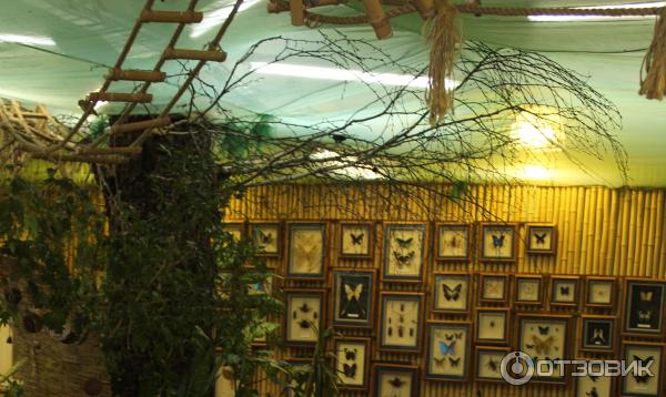 Парк бабочек просп энгельса 154 фото Отзыв о Парк Бабочек (Россия, Екатеринбург) маленький кусочек лета и тропиков ср