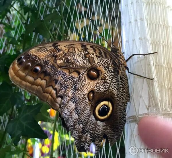 Парк бабочек просп космонавтов 108д фото Отзыв о Парк бабочек Butterfly Garden (ОАЭ, Дубай) Огромное количество бабочек в
