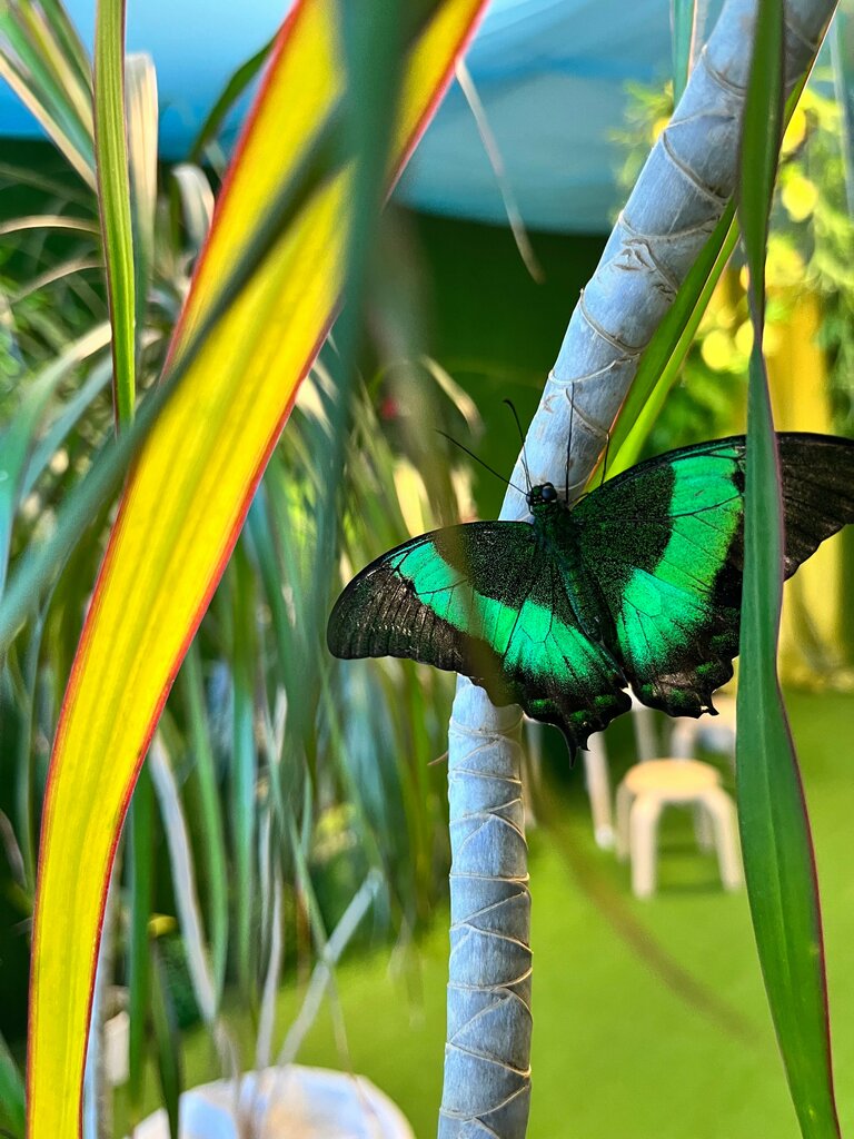 Парк бабочек ул мазита гафури 46 фото Butterfly garden, zoo, City of Kazan, Mazita Gafuri Street, 46 - Yandex Maps