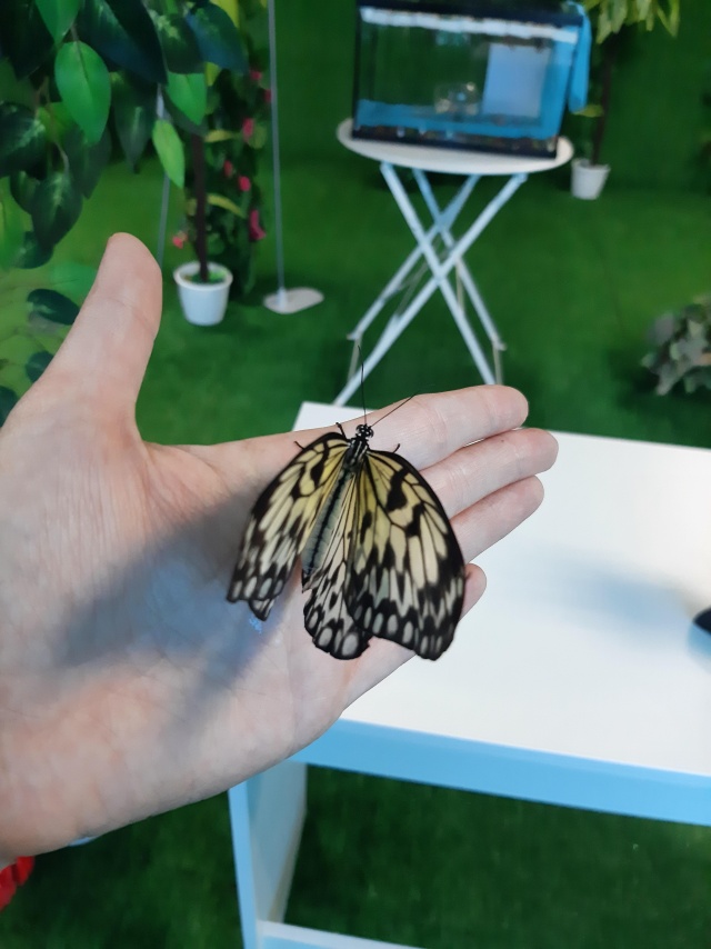 Парк бабочек ул мазита гафури 46 фото Butterfly garden, парк живых тропических бабочек, РЦ Гафури, улица Мазита Гафури