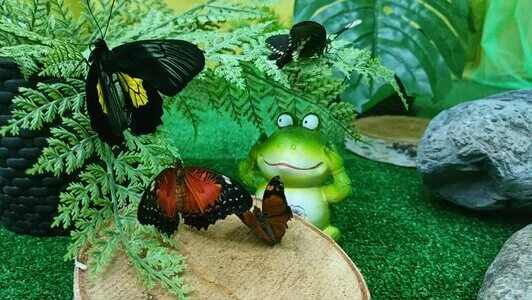 Парк бабочек ул мазита гафури 46 фото Butterfly garden, zoo, City of Kazan, Mazita Gafuri Street, 46 - Yandex Maps