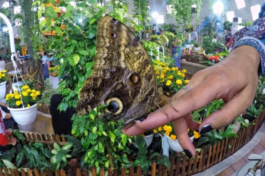 Парк бабочек в дубае фото Парк Butterfly Garden - мир бабочек в Дубае
