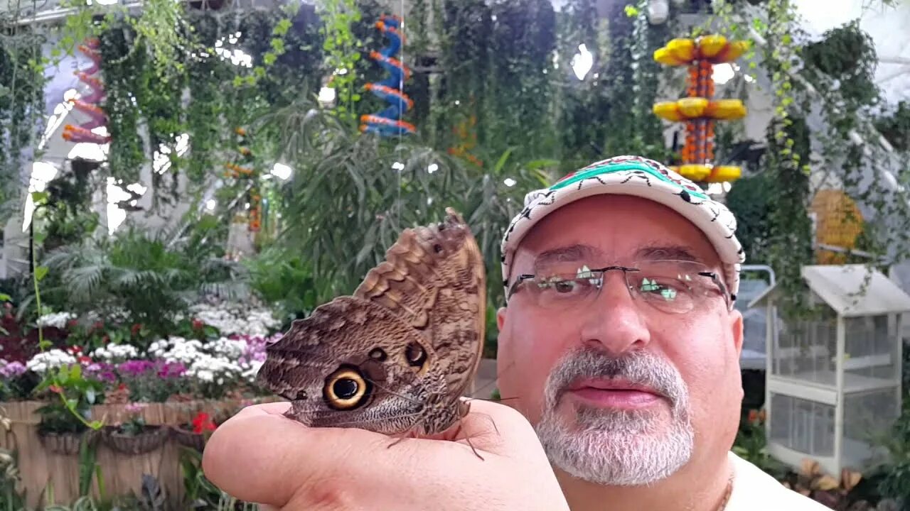 Парк бабочек в дубае фото Парк бабочек в дубае - блог Санатории Кавказа
