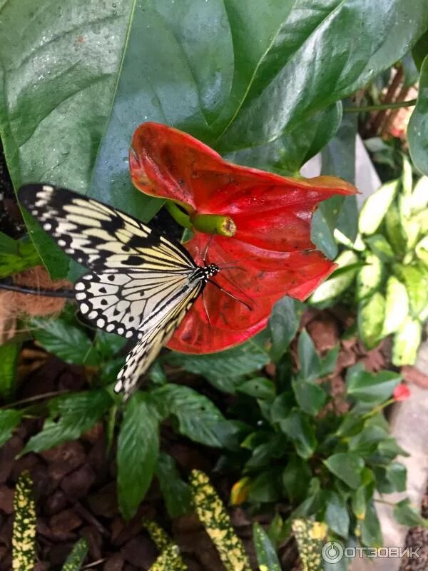 Парк бабочек в дубае фото Отзыв о Парк бабочек Butterfly Garden (ОАЭ, Дубай) Огромное количество бабочек в
