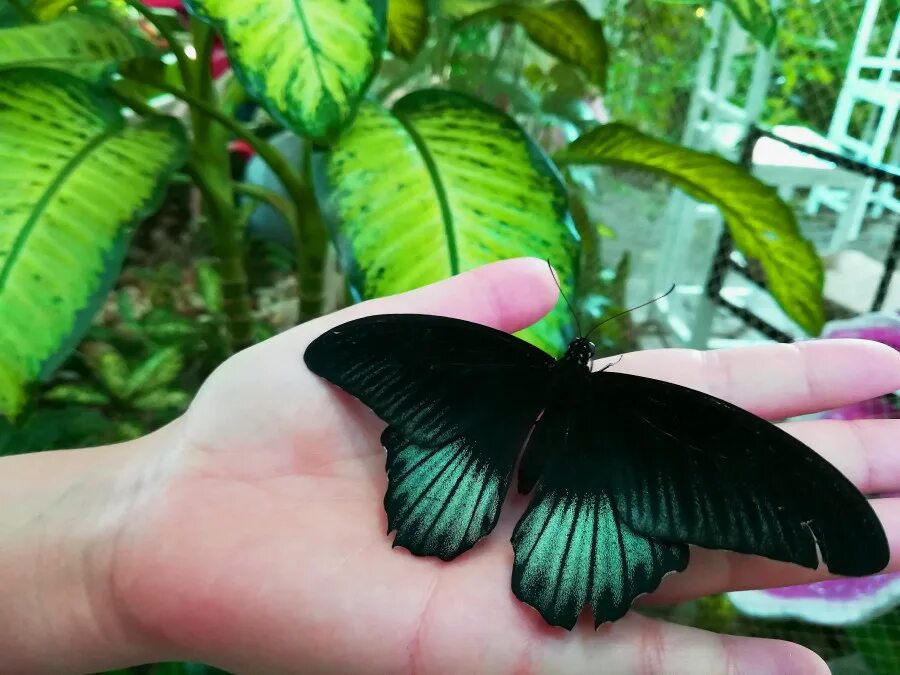 Парк бабочек в дубае фото Парк цветов Dubai Miracl Garden - путешествия и прочее - LiveJournal