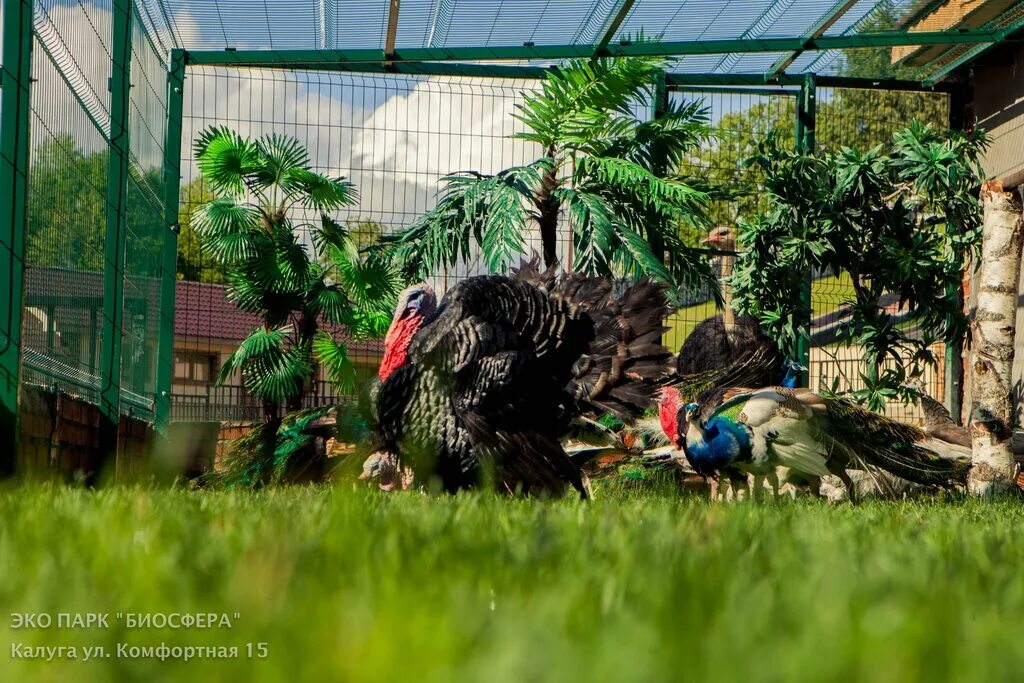 Парк биосфера калуга фото Ecopark Biosfera, zoo, Kaluga, Komfortnaya Street, 15 - Yandex Maps