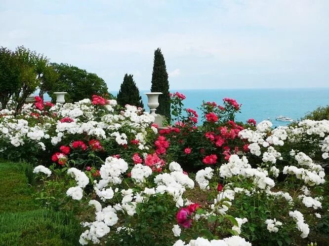 Парк чаир крым фото Pretty roses, Rose, Plants