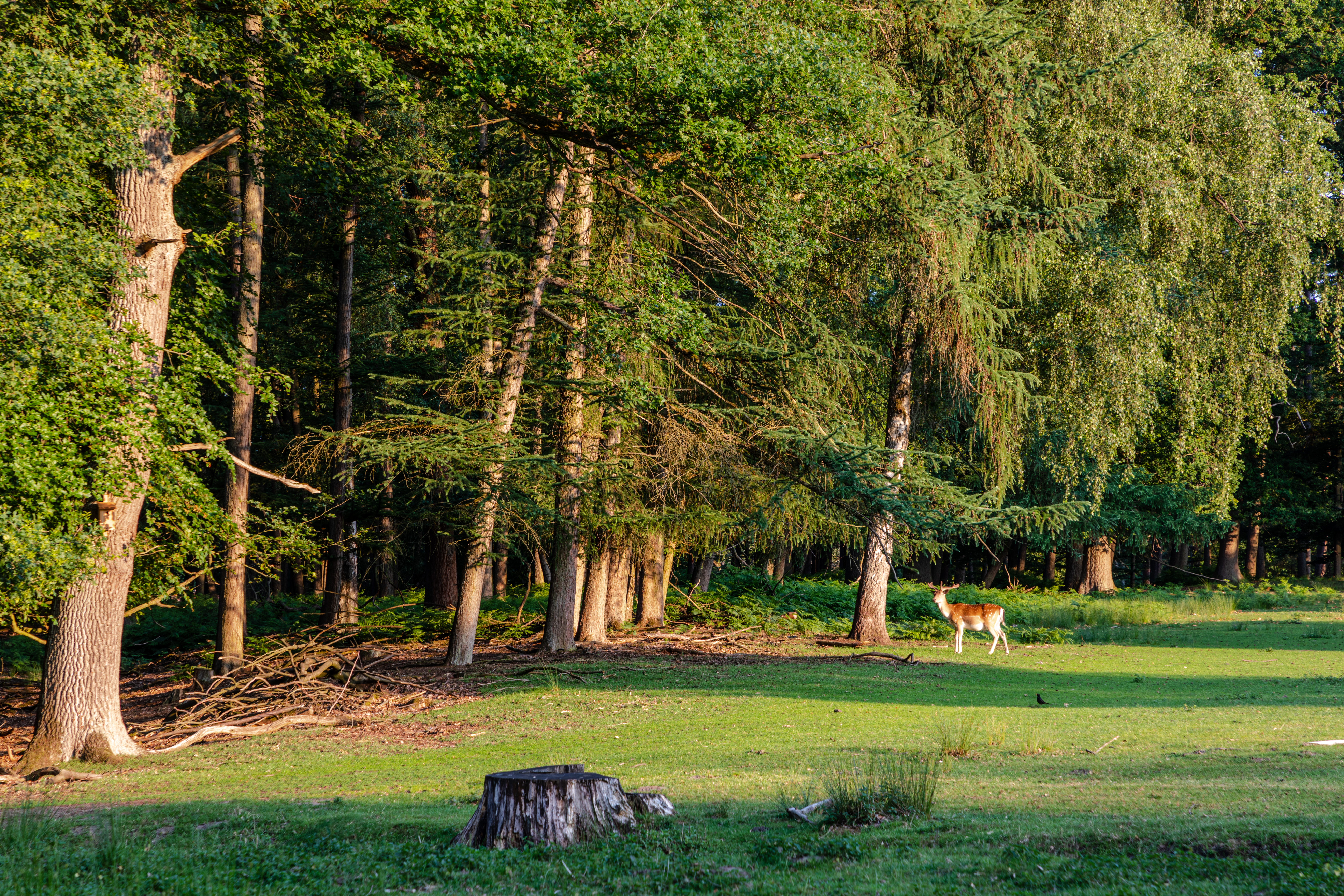Парк дикий фото File:Dülmen, Wildpark -- 2020 -- 7842.jpg - Wikimedia Commons