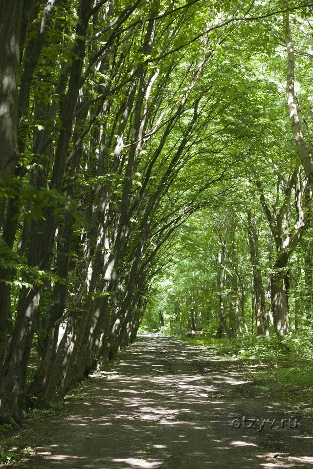 Парк дикий фото Клавдия гостевой дом (Калининград, Россия) - отзыв туриста от 05.06.14