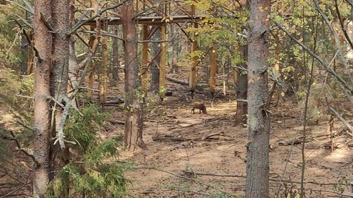 Парк дикий селтинский район фото Дикий парк - блог RybolovMaster.ru