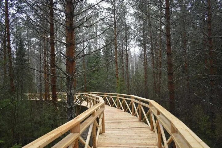 Парк дикий селтинский район фото Мост на высоте 3 метров для наблюдения за дикими животными построили в Копкинско