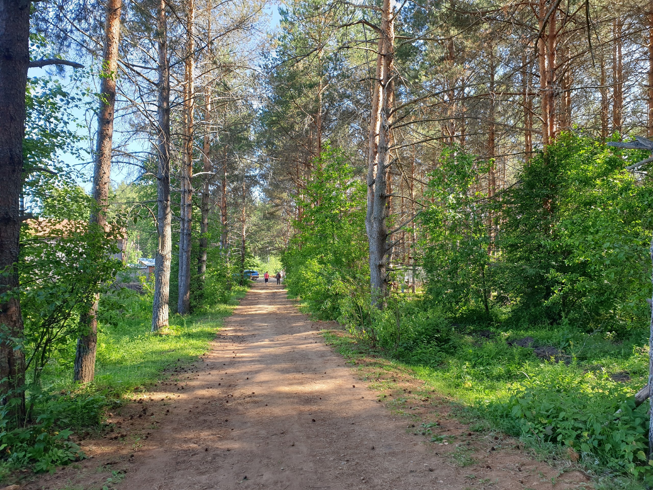 Парк дикий селтинский район фото Летний лес - Дикий Парк
