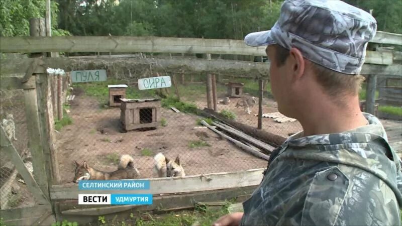 Парк дикий удмуртская республика селтинский район фото В питомнике в Селтинском районе готовятся к межрегиональному чемпионату - ГТРК У