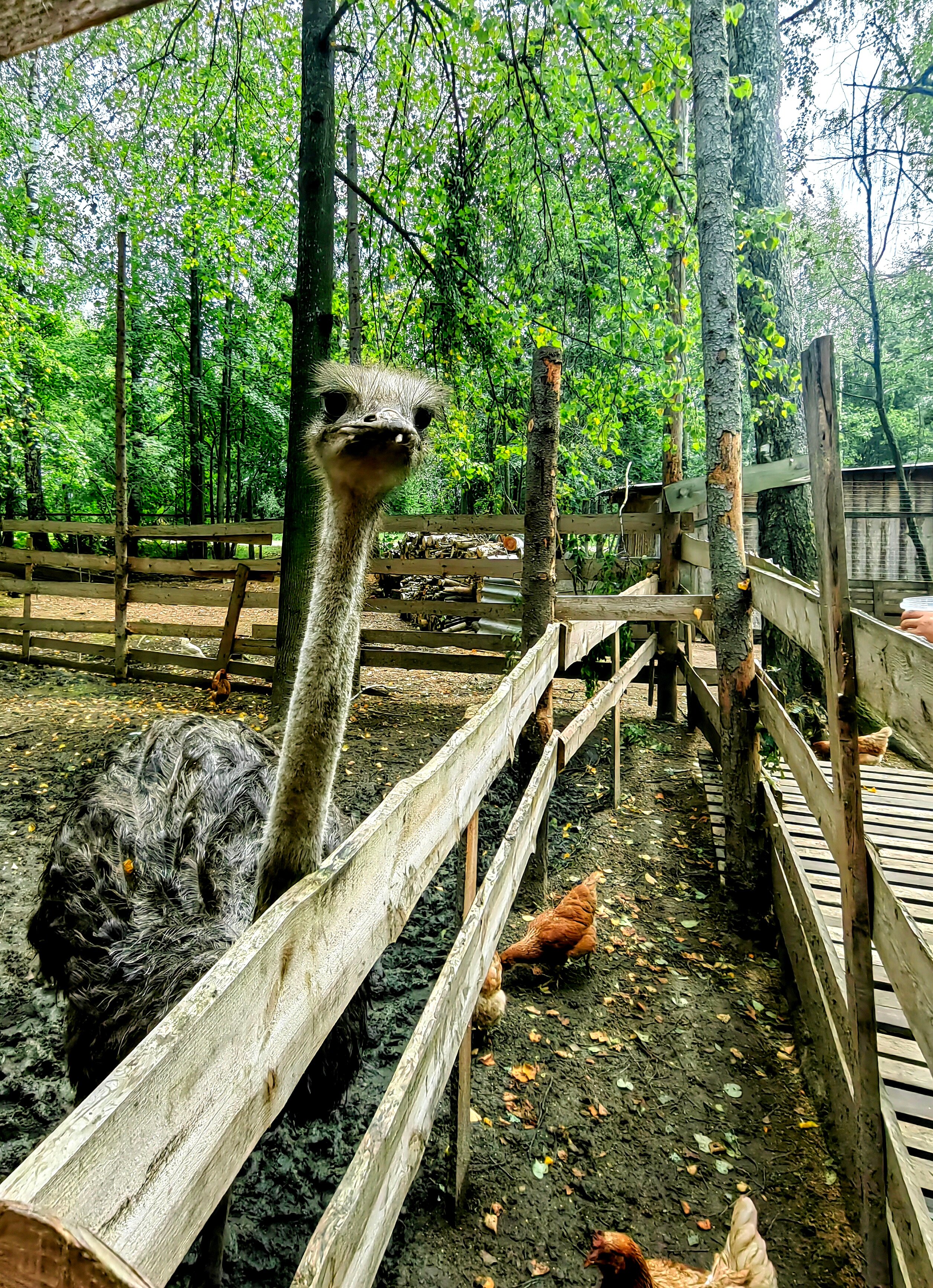 Парк добрый фото Photo: Парк Добрый, zoo, derevnya Kislyachikha, Zavodskaya ulitsa, 10с1 - Yandex