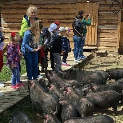 Парк добрый кислячиха фото Парк животных близ Кинешмы Новости г. Кинешма и Ивановской области - kineshemec.