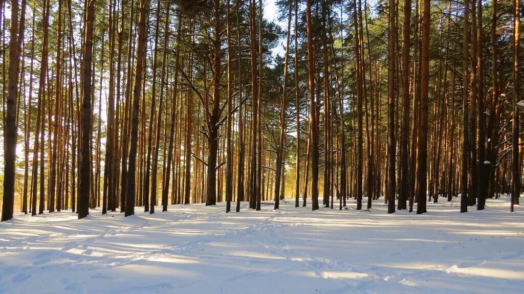 Парк гагарина тюмень фото парк имени Ю.А. Гагарина, парк культуры и отдыха, Россия, Тюмень, парк имени Ю.А