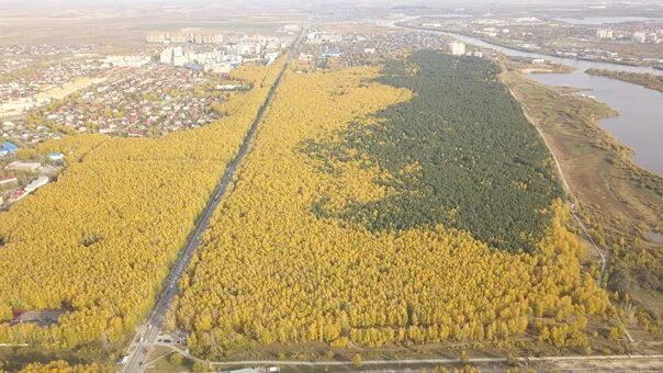 Парк гагарина тюмень фото На сохранение тюменских лесов выделено сотни миллионов рублей В Тюмени в этом го