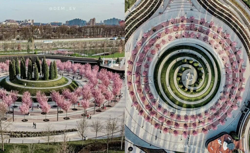 Парк галицкого фото сейчас 2024 Розовые деревья и идеальная геометрия. В парке Галицкого в Краснодаре появилась 