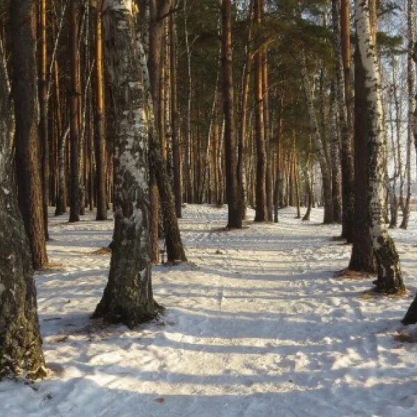 Парк имени гагарина тюмень фото Тюмень, Лесопарк им. Ю.А. Гагарина - 2ГИС