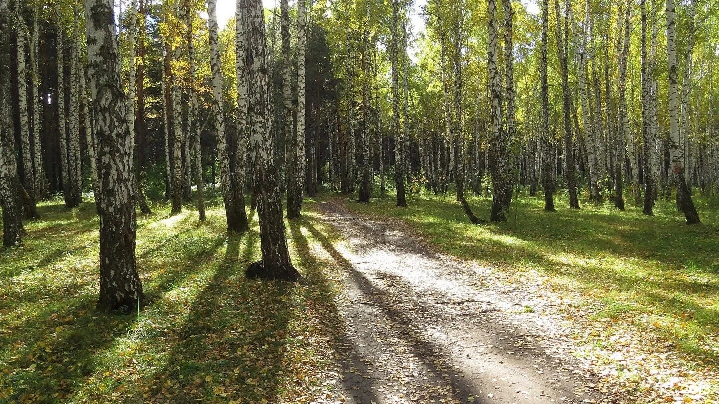 Парк имени гагарина тюмень фото Тюмень, Лесопарк им. Ю.А. Гагарина - 2ГИС