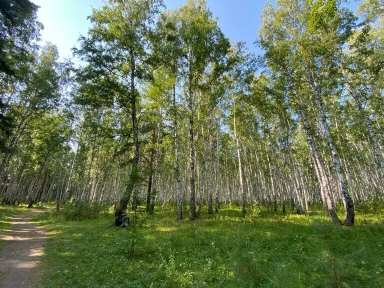 Парк имени гагарина тюмень фото парк имени Ю.А. Гагарина, парк культуры и отдыха, Россия, Тюмень, парк имени Ю.А