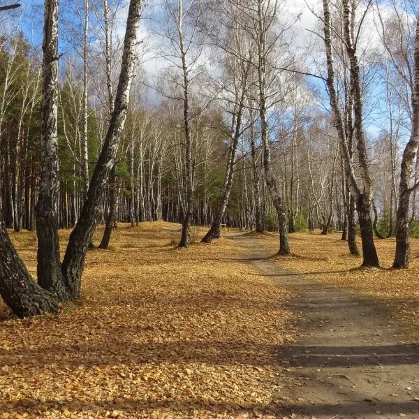 Парк имени гагарина тюмень фото Тюмень, Лесопарк им. Ю.А. Гагарина - 2ГИС