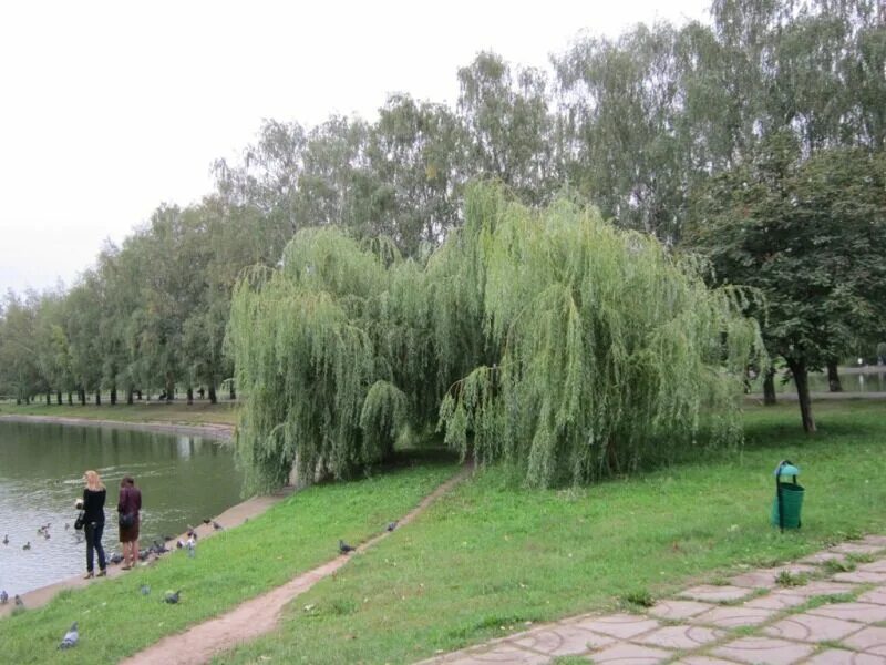 Парк ивушка ростоши оренбург фото Ивушка. Конкурсное фото Ивушка - Дом Солнца