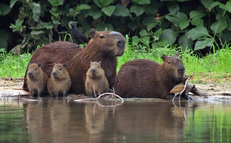 Парк капибар фото На прогулке всей семьёй #animals #животные #капибара 2023 Животные Animals ВКонт