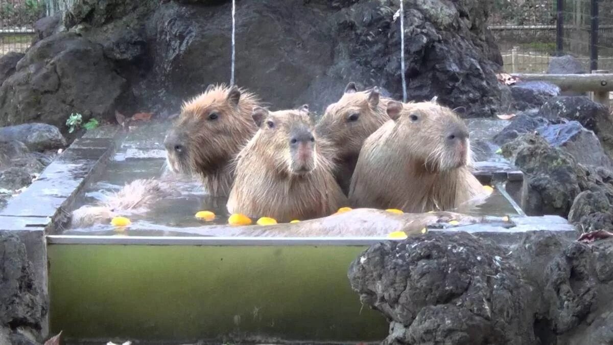 Парк капибар фото The Capybaras of Saitama Children's Zoo Enjoy the Hot Tub and Hot Springs on a C