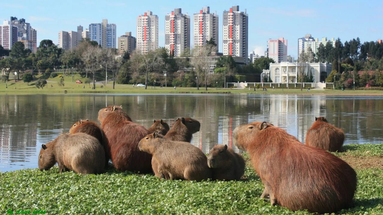 Парк капибар фото Curitiba - Minha cidade pelo meu ponto de vista Curitiba, Cidade, Pais brasil