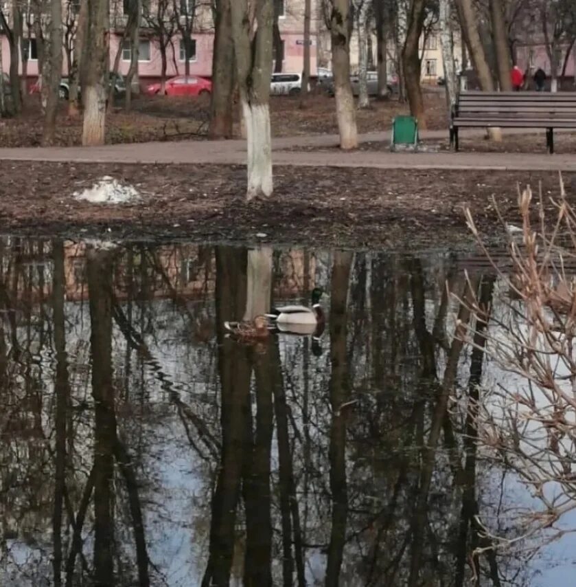 Парк костино ул дзержинского 26 фото В парке Костино образовалось мини озеро с утками 2023 Подслушано в Королёве ПВК 