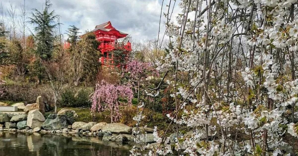 Парк краснодар японский сад фото В Японский сад парка "Краснодар" 30 и 31 марта можно попасть и без QR-кода. 30 м