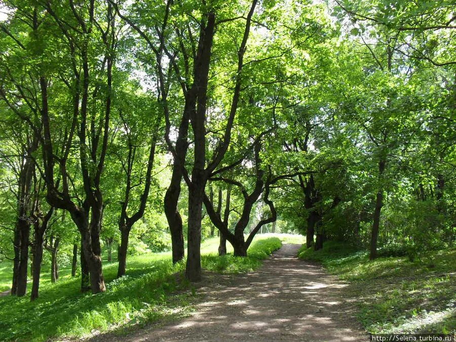 Парк красное село санкт петербург фото Элементы пейзажа. Деревья - Zartschool - школа живописи Татьяны Зубовой