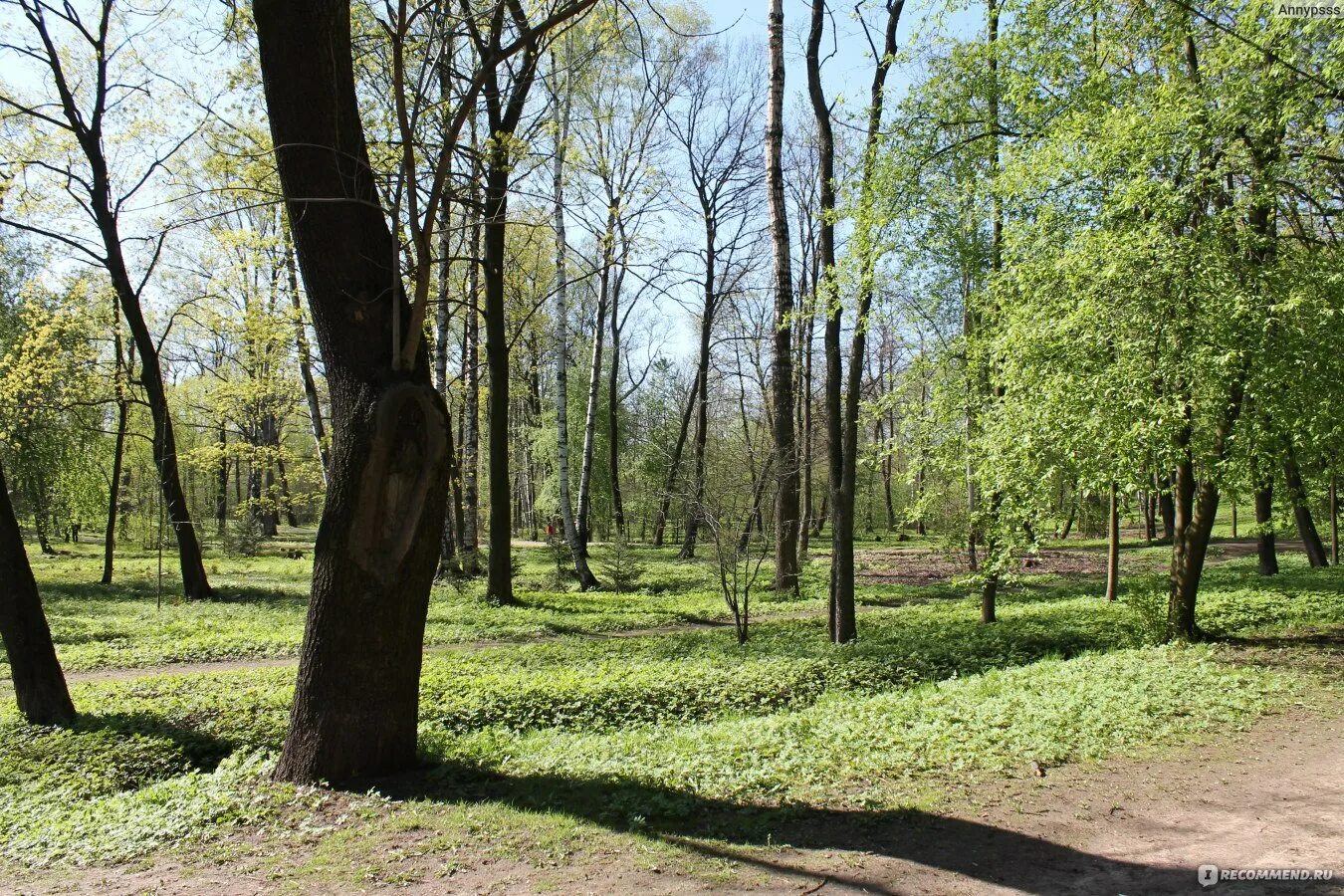 Парк лесотехнической академии фото Парк Лесотехнической Академии, Санкт-Петербург - "Второй Ботанический сад в СПб,