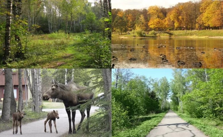 Парк лосиный остров фото Лосиный остров экскурсии фото YugNash.ru