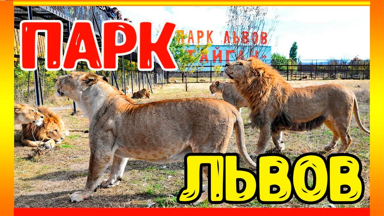Парк львов тайган леокадия фото Парк львов. Тайган. 2021 - YouTube