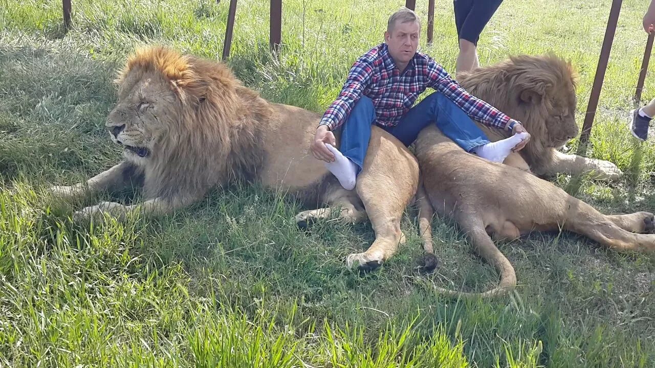 Парк львов тайган леокадия фото Парк тайган олег зубков - блог Санатории Кавказа