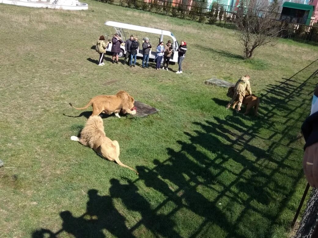 Парк львов земля прайда фото Парк львов земля прайда москва - блог Санатории Кавказа