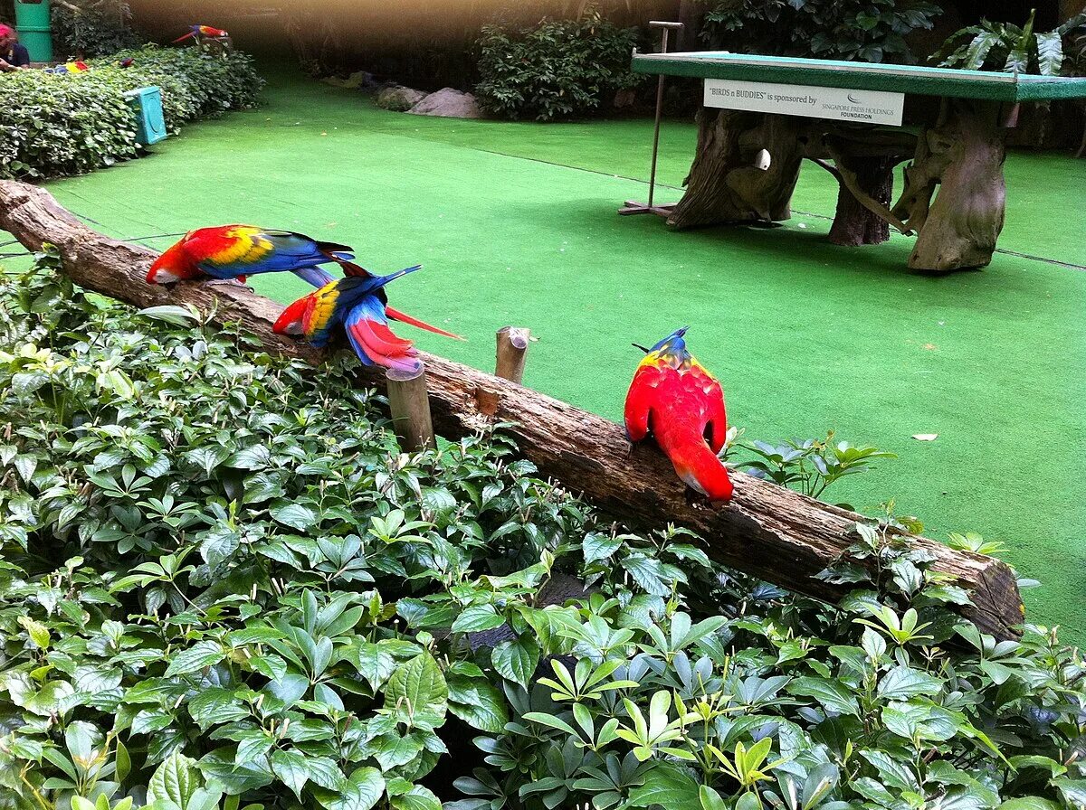 Парк птиц фото File:Jurong Bird Park Singapore 06.jpg - Wikimedia Commons