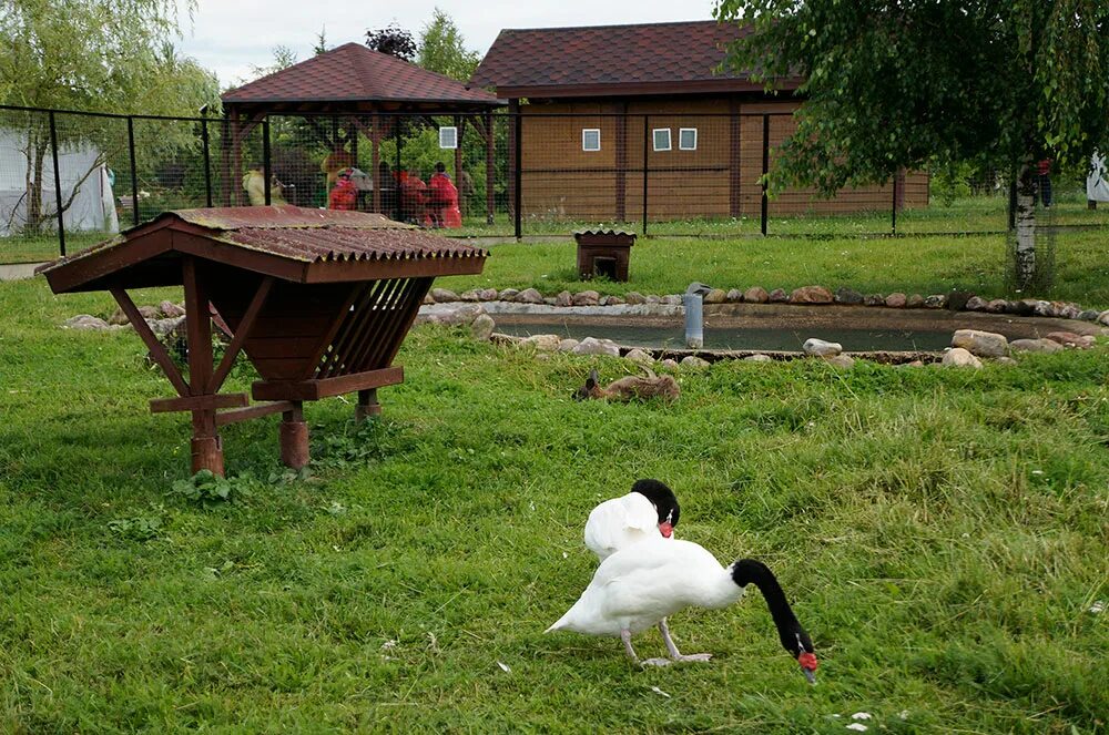 Парк птиц фото Что посмотреть в калужской области