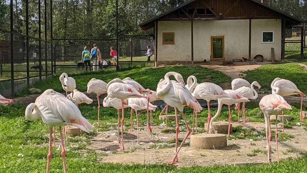 Парк птиц воробьи фото Panorama: Bird Park Sparrows, zoo, Russia, selo Sovkhoz Pobeda, ulitsa Park Ptit