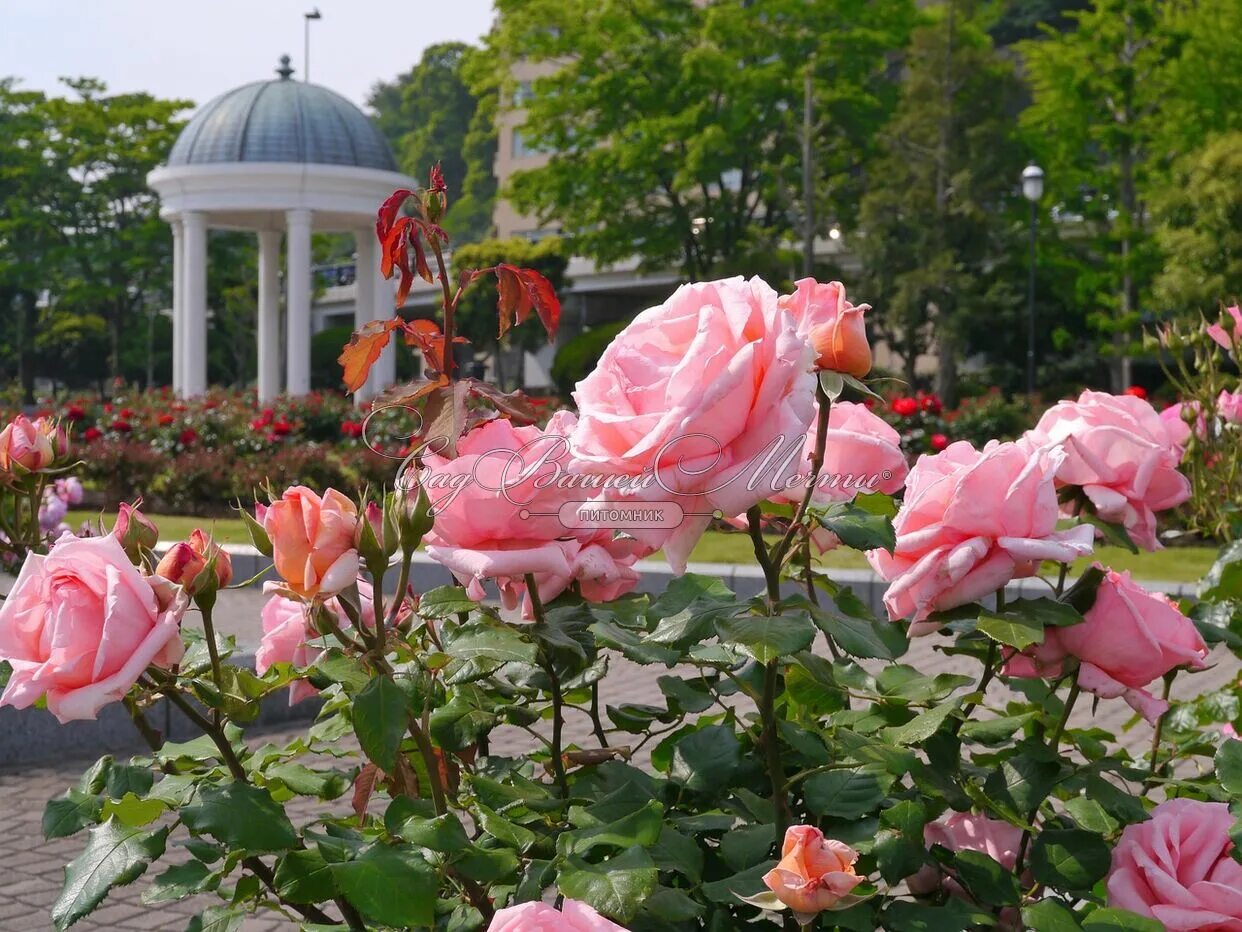 Парк роз фото Болезнеустойчивые розы - Коллекция Роз - Каталог - Kamelia-garden.ru
