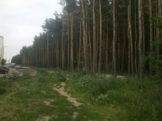 Парк северный лес воронеж фото Северный лес может получить статус особо охраняемой территории