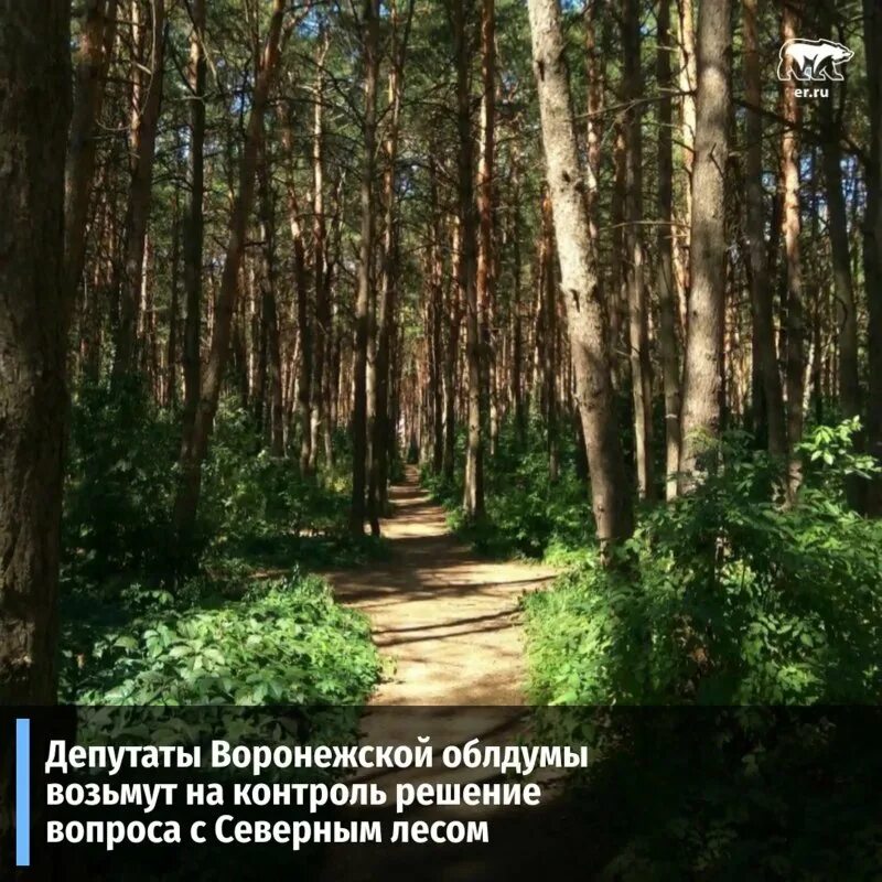 Парк северный лес воронеж фото Воронеж парк северный лес - Фото