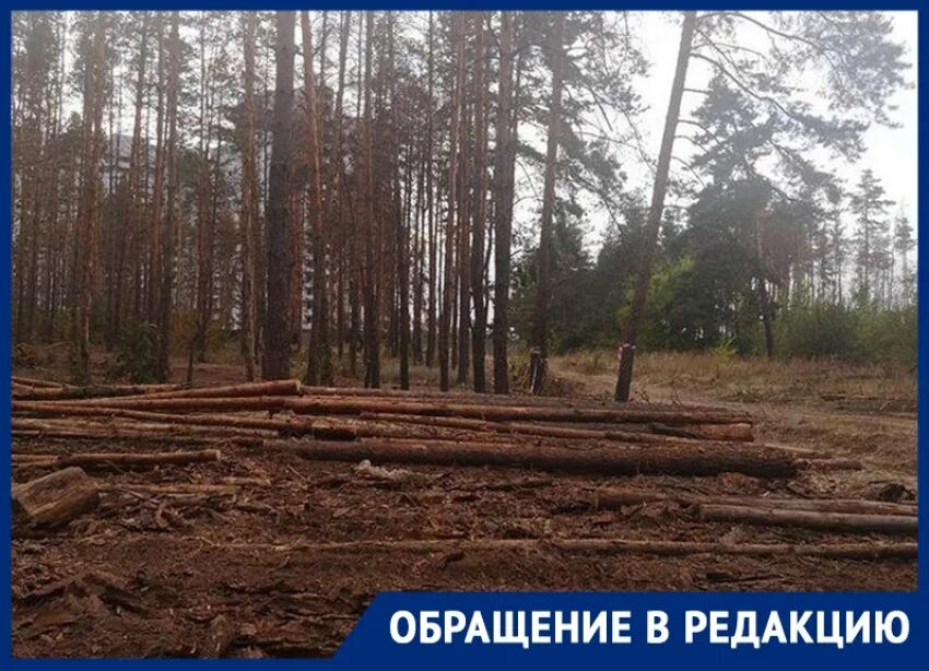 Парк северный лес воронеж фото Воронежцы сообщили о варварской вырубке леса, который сохранил Гордеев
