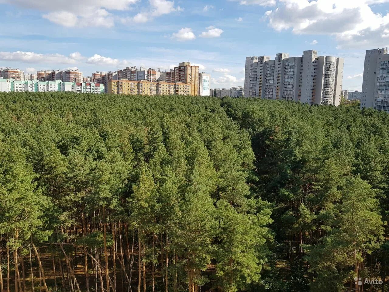 Парк северный лес воронеж фото Загадочный еловый лес Воронежа Природные истории Фотогалерея природы на dia-logi
