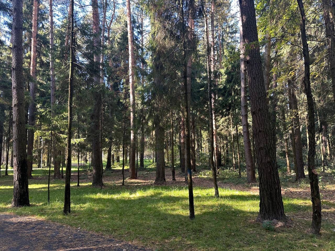 Парк шишкин лес павловская слобода фото Фото Лесопарка "Шишкин лес" (33 фото)