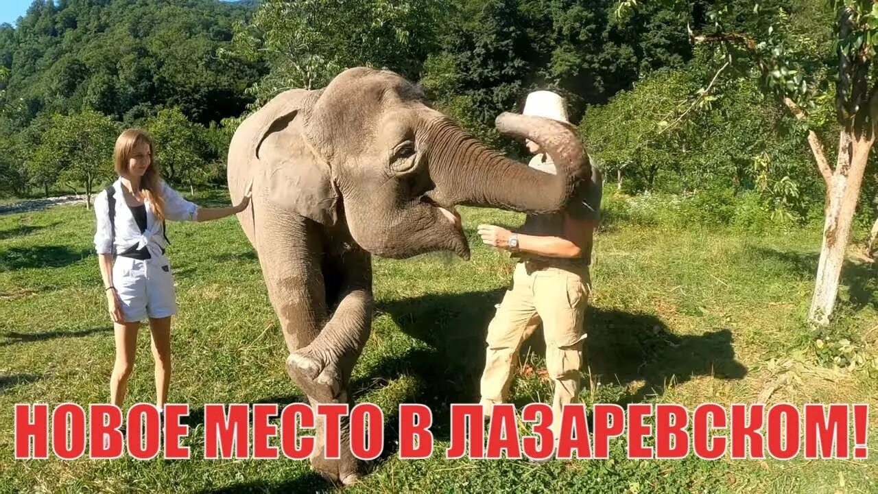 Парк слонов сочи фото Слоны в Лазаревском. Сафари парк сад, 33 водопада. Сочи 2022 - YouTube